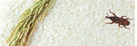 Rice - Insect Treatment