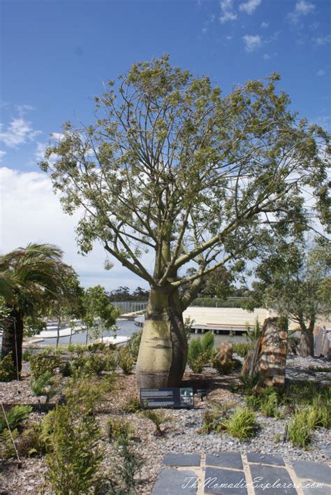 Australian Garden at Royal Botanic Gardens, Cranbourne | The Nomadic Explorers | Australian ...