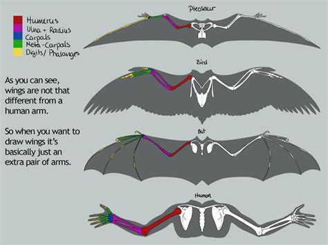 dragon wing anatomy - Google Search | Wing anatomy, Wings drawing, Dragon anatomy