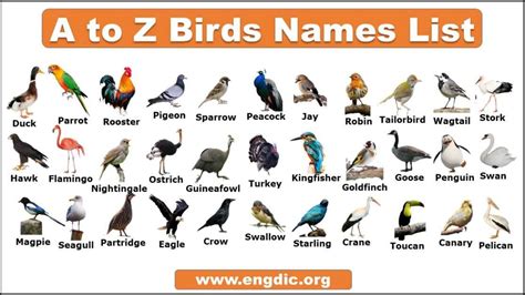 Birds Names list with Pictures in English- Download PDF - EngDic