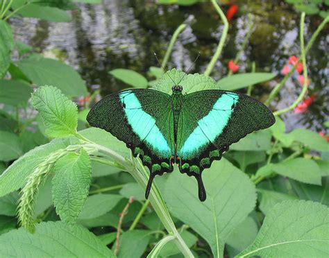 Butterfly in Butterfly House Sioux Falls SD Photograph by Don Saxon | Fine Art America