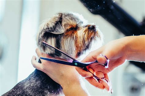 Descubra o que é tosa trimming! Veja dicas e informações importantes | Guia Animal