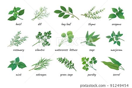 Herbal leaves icons. Aromatic plants. Thyme and... - Stock Illustration [91249454] - PIXTA