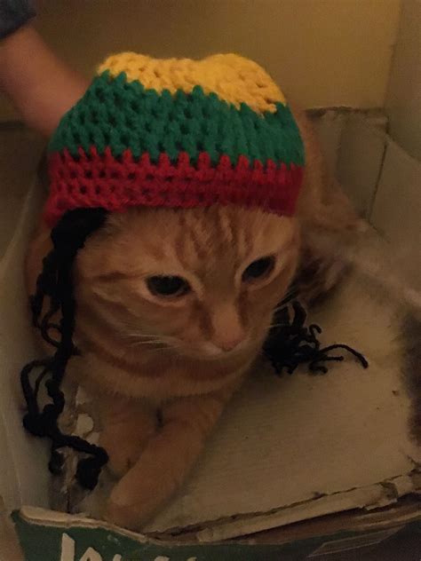 Rasta cat