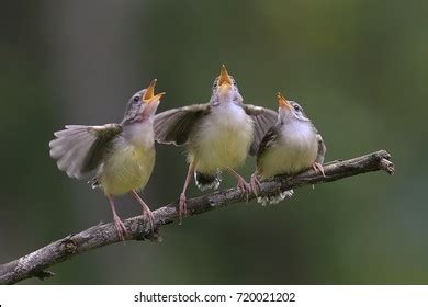 94,680 Singing birds Images, Stock Photos & Vectors | Shutterstock