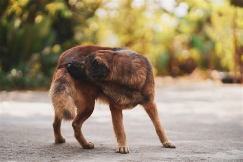 Stud Tail In Dogs: Why Does The Bald Spot Show Up?