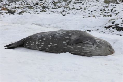 Weddell Seal - Seal Facts and Information | Sea lion, Seal, Lions