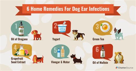 Treating A Dog Ear Infection At Home - Gegu Pet