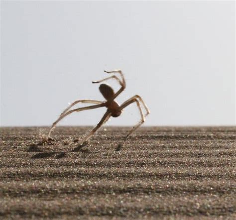 A Desert Spider With Astonishing Moves - The New York Times