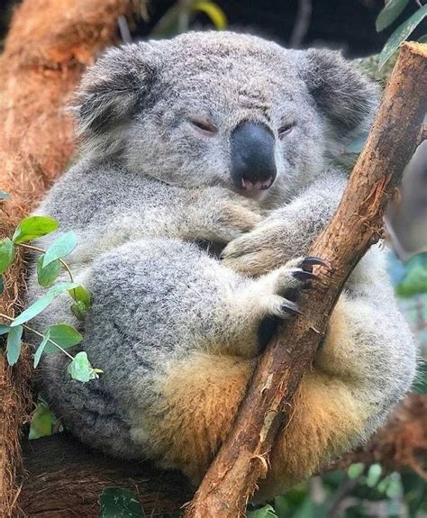 koala on Instagram: “Angry 🐨🐨🐨 . . Pic from internet, if you're owmer ...