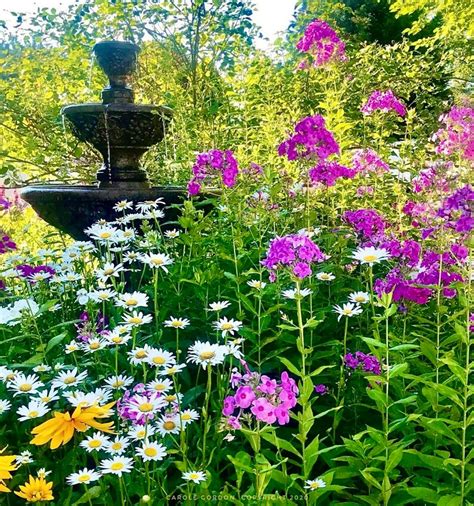 Mixed Tall PHLOX Paniculata SEEDS. 20 Count. Fresh 2022. USA - Etsy