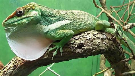 Knight Anole Care Sheet | Reptiles' Cove