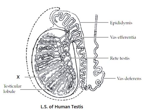 Rete Testis Diagram