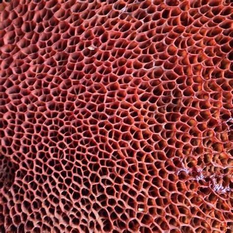 Create meme "trypophobia corals, skin trypophobia, trypophobia toad" - Pictures - Meme-arsenal.com