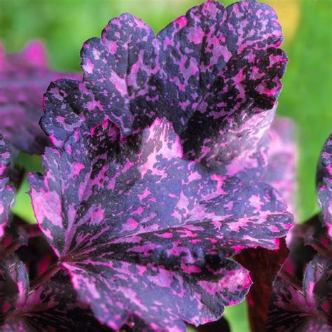 Heuchera 'Midnight Rose' Alum Root Shrub | Free UK Delivery Over £50