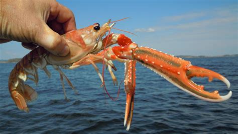 Parasite Lost: Did Our Taste for Seafood Just Cause an Extinction? Spiny Lobster, Dublin Bay ...