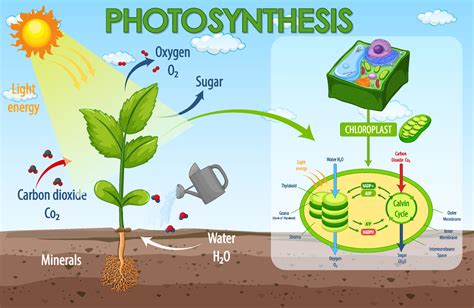 Chloroplast Diagram Photosynthesis