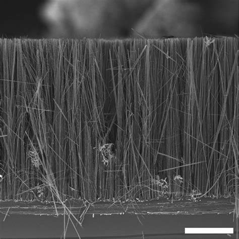 Scientific Image - Silicon Nanowire Array | NISE Network