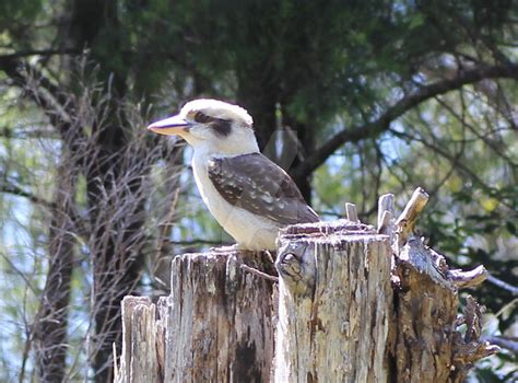 Laughing Kookaburra by mintymintymid on DeviantArt