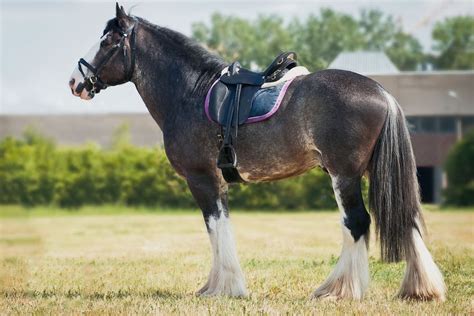 Shire Horses - The Largest Horse Breed | Love the Energy