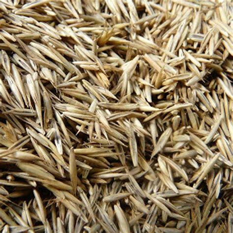 Grass Seed with Rye 1kg - Austins Country Store