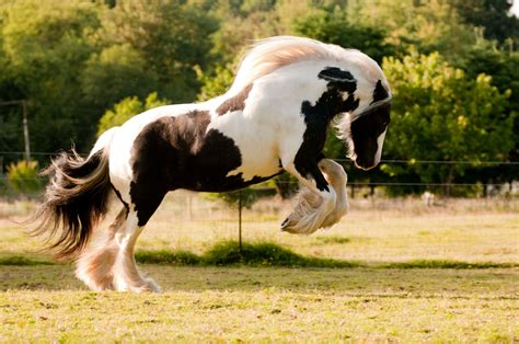 Gypsy Horse: Full Profile, History, and Care