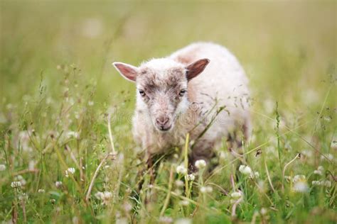 Small Ouessant or Ushant Sheep Lamb Grazing on Green Spring Grass Stock Image - Image of ...