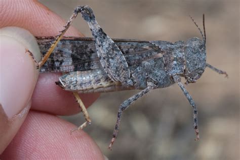 Pallid-winged Grasshopper - Trimerotropis pallidipennis-b - BugGuide.Net