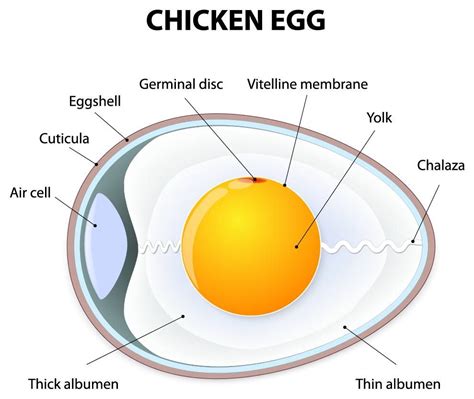 Egg Structure - The Structure of an Egg | The Poultry Pages ...