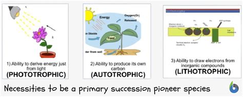 Pioneer species - Definition and Examples - Biology Online Dictionary