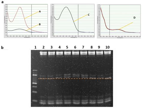 DNA quantification and hybridization of final complementary strands for ...