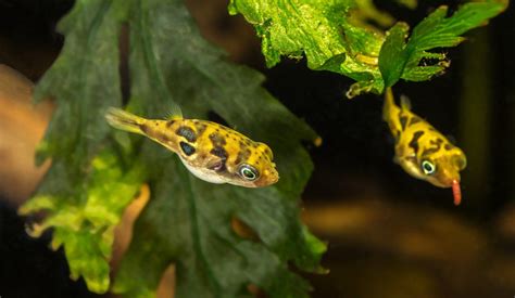 Care Guide for Pea Puffers – The Smallest Pufferfish in the World ...