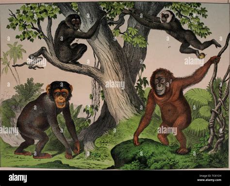 Engraving of the anthropoid apes hi-res stock photography and images - Alamy