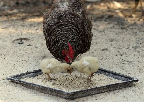 Feeding Baby Chicks: Complete How-To Guide - Know Your Chickens