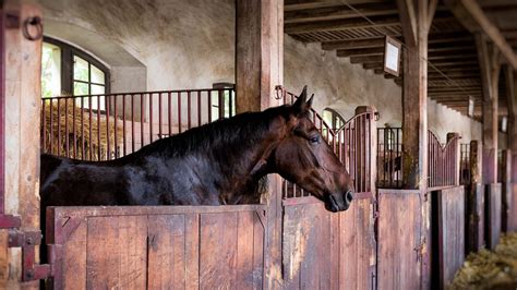 Eastern Equine Encephalitis: Signs, Symptoms and Prevention