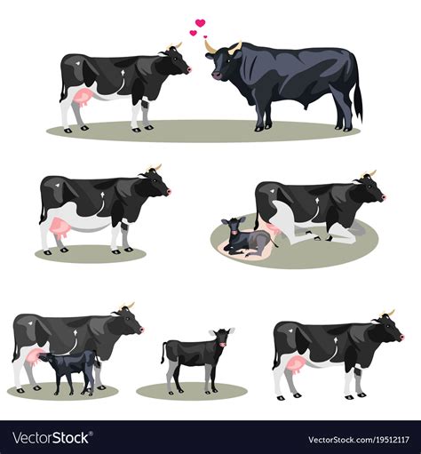 Cow life with all stages including birth Vector Image