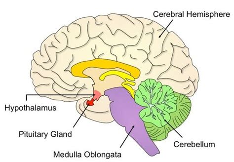 hypothalamus diagram - Google Search | Pituitary gland, Gland, Invisible disease
