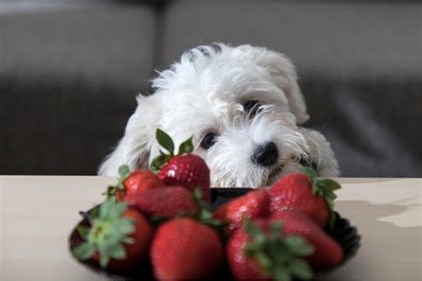 Can Dogs Eat Strawberries?