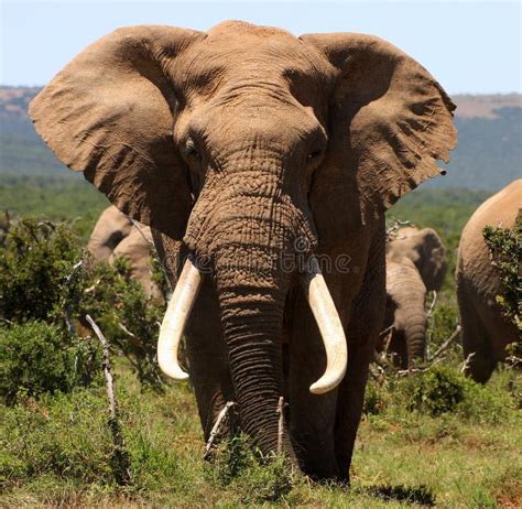 Portrait Of A Big Tusker Bull Elephant Stock Image - Image: 24373505