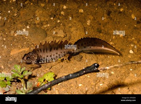 Male Great Crested Newt in Breeding Colours Underwater Stock Photo - Alamy