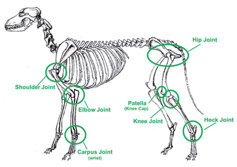 Where Is The Knee Joint On A Dog