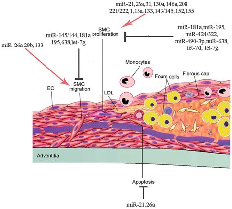 MicroRNAs regulate vascular smooth muscle cell functions in atherosclerosis (Review)