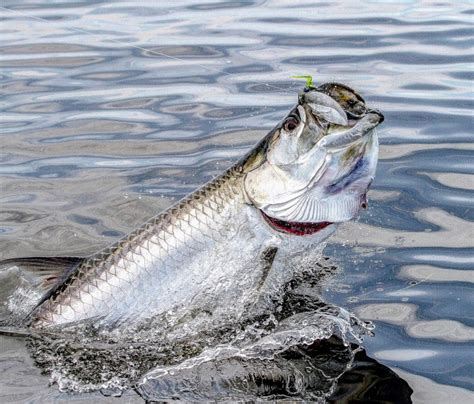 Tarpon Fly Fishing with My Son - Flylords Mag