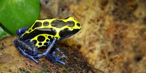 Poison Dart Frog Care Guide | Galápagos Reptile Gear