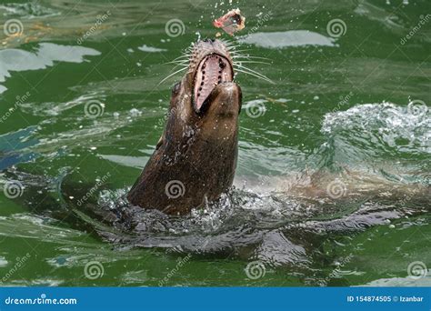 Sea Lion while Eating a Fish Stock Image - Image of salmon, hunter ...