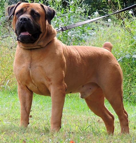 Pin by kenneth wilson on Breed All About It | Bull mastiff dogs, Dog ...