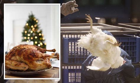 Bird flu horror as worst UK outbreak could keep turkey off shelf at ...