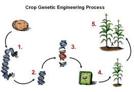 Making a Genetically Engineered Crop | CropWatch