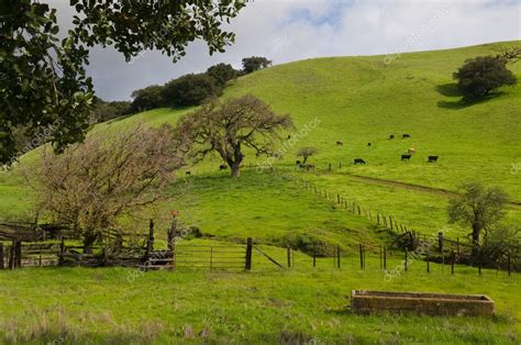 Grassy hill — Stock Photo #2357074