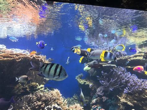 Waikiki Aquarium (Honolulu, HI): Top Tips Before You Go (with Photos) - TripAdvisor